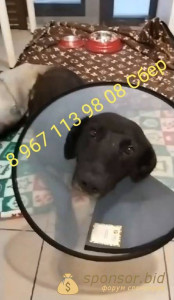 СРОЧНАЯ ПОМОЩЬ ЩЕНКУ - IMG_20231002_112633_683.jpg