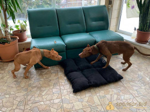 Помощь питбулям - IMG_6895.jpeg