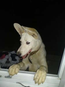 Умка в окне