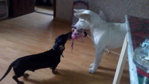 Тут умке(белому) ещё 2 месяца