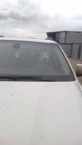 Это мы в приюте,  гостинцы привезли ==)